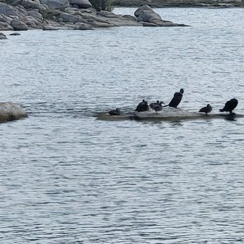 Lake Hemet - double crested Cormorants - Hiking Near Me - Mountain Center, California Lake Hemet - double crested Cormorants - Hiking Near Me - Mountain Center, California