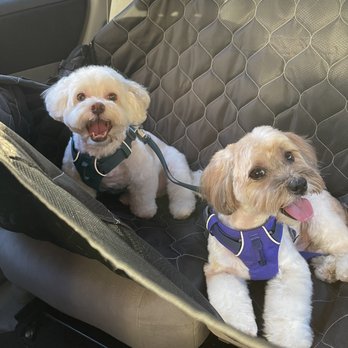 Fluffy Puppy - After fluffy puppy. Both pups smiling and happy! - Pet Groomers Near Me - Pasadena, California Fluffy Puppy - After fluffy puppy. Both pups smiling and happy! - Pet Groomers Near Me - Pasadena, California