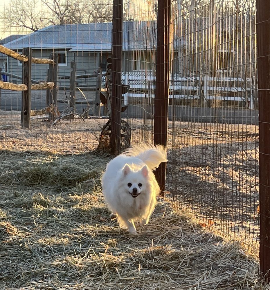 Green Acres B&B - pet boarding facility in Loveland, CO