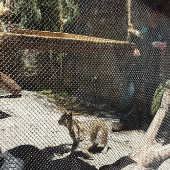 CuriOdyssey - Bob cat - Zoos Near Me - San Mateo, California
