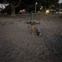 Photo of El Segundo Dog Park
