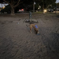 El Segundo Dog Park
