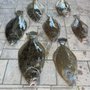 Photo of Black Bottom Fishing Charters