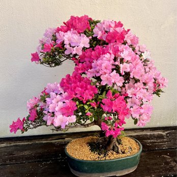 US National Arboretum - Flowering bonsai tree. - Botanical Gardens Near Me - Washington, DC, District of Columbia US National Arboretum - Flowering bonsai tree. - Botanical Gardens Near Me - Washington, DC, District of Columbia