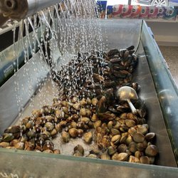 Harbour Fish - Mussels & clams.... freshest as you can possibly get them.
