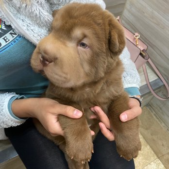 Petland Dallas Preston - Pet Stores Near Me - Dallas, Texas