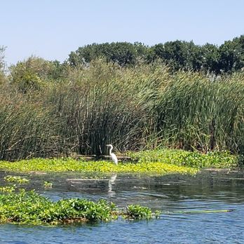 Owl Harbor Marina - Egrets a plenty! - Marinas Near Me - Isleton, California Owl Harbor Marina - Egrets a plenty! - Marinas Near Me - Isleton, California