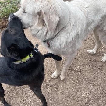 Abby's Dog House - Pet Sitting Near Me - Ogden, Utah