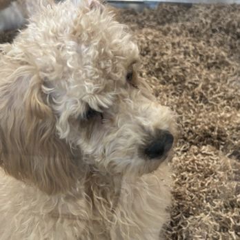 Puppies 'N Love - Pup - Pet Stores Near Me - Glendale, Arizona