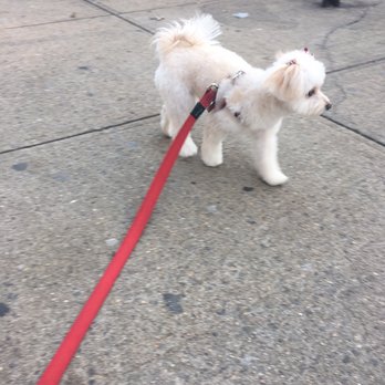 The Loving Tails Spa - Pet Groomers Near Me - Queens, New York The Loving Tails Spa - Pet Groomers Near Me - Queens, New York
