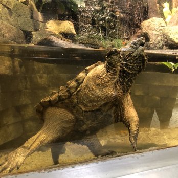Belle Isle Aquarium - Belle Isle Aquarium - Aquariums Near Me - Detroit, Michigan Belle Isle Aquarium - Belle Isle Aquarium - Aquariums Near Me - Detroit, Michigan
