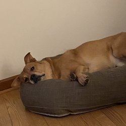 The Dog Element