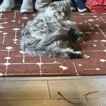 Catzen Coffee - Maine coon - Coffee & Tea Near Me - Saint Paul, Minnesota Catzen Coffee - Maine coon - Coffee & Tea Near Me - Saint Paul, Minnesota