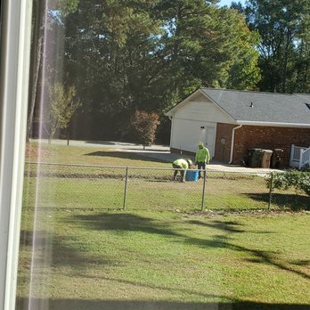 Smart Tree Service - Removed a whole row of hedges and ground stumps - Tree Services Near Me