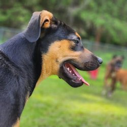 The East Concord Canine Retreat
