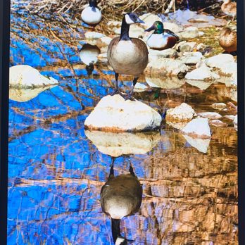 Henderson Bird Viewing Preserve - Reflection - Parks Near Me - Henderson, Nevada Henderson Bird Viewing Preserve - Reflection - Parks Near Me - Henderson, Nevada