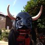 Photo of Darcie's Bull Rentals