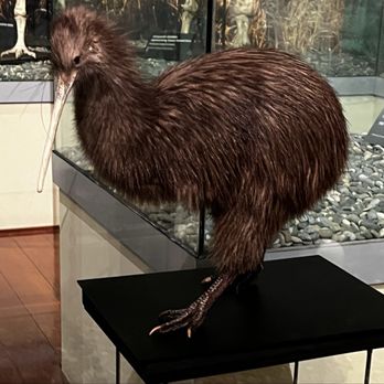 Otago Museum - Kiwi - Museums Near Me - Dunedin, OTA