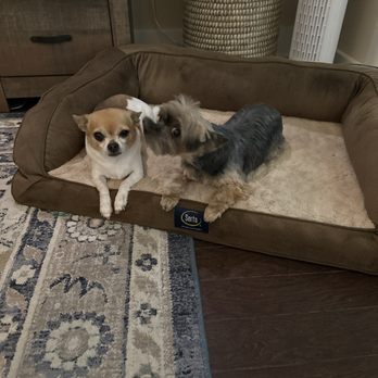 Splish Splash Mobile Dog Grooming - Pet Groomers Near Me Splish Splash Mobile Dog Grooming - Pet Groomers Near Me