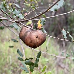 Hellhole Canyon County Preserve - Have you ever seen a tree potato???