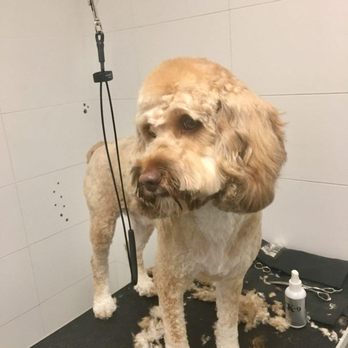 Groomit for Pets - After - Pet Groomers Near Me Groomit for Pets - After - Pet Groomers Near Me