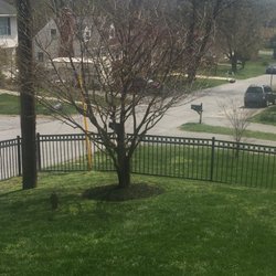 Mary's Landscaping Services - Trimmed tree