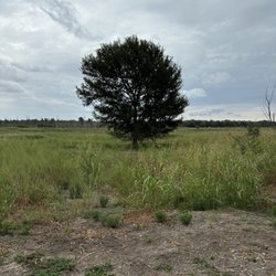 Lake waco wetlands - Nice solitary tree. Was very peaceful here.