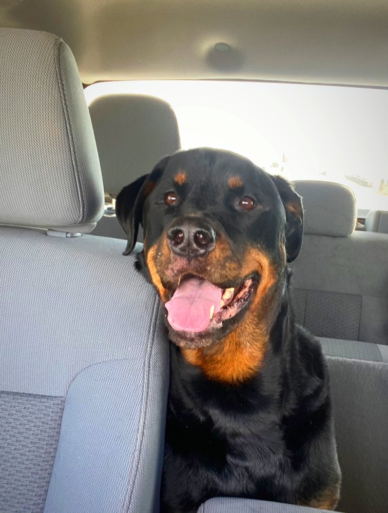 GREEN HILLS VETERINARY CLINIC 15 Photos 1709 E Urbandale Dr