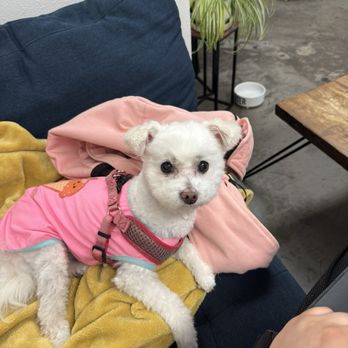 Kaffeine Alley - dog friendly - Cafes Near Me - Anaheim, California Kaffeine Alley - dog friendly - Cafes Near Me - Anaheim, California