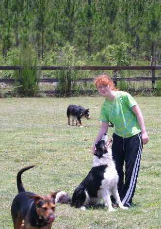 Agility Pet Resort Image