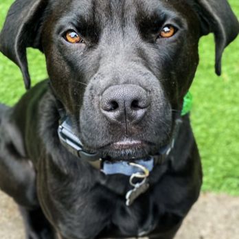 Paw by Paw - Pet Training Near Me