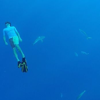 One Ocean Diving - Free Diving Near Me - Haleiwa, Hawaii