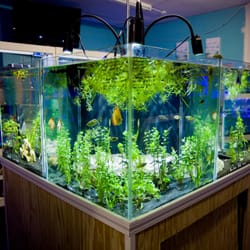 Pet-Topia
