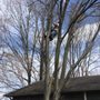 Photo of Aspen Tree Service