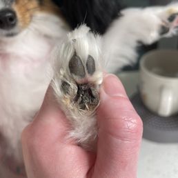 Deep cut on my dogs paw after a terrible groom.