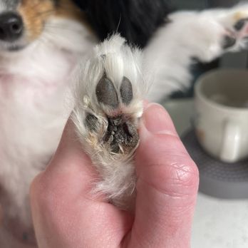 Classy K9 Cuts - Deep cut on my dogs paw after a terrible groom. - Pet Groomers Near Me - Frisco, Texas