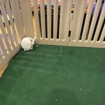 Cuddle Bunny - Pet Boarding Near Me - Chicago, Illinois