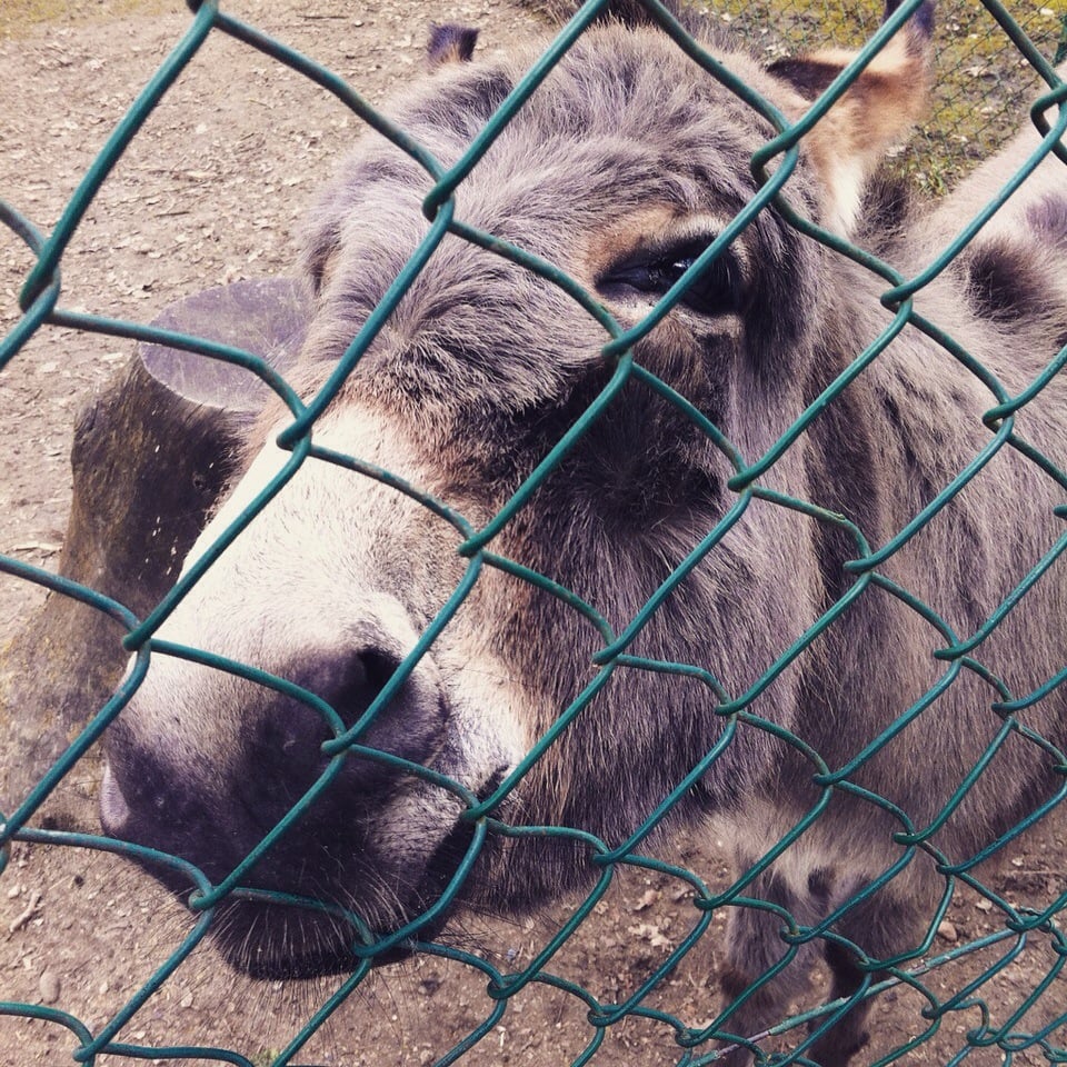 Parc de la Sauvagère