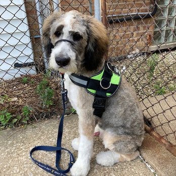 Pink Poodle Dog Boutique - My dog after his grooming session at Pink Poodle, photo taken on August 11 around 5:40 p.m. - Pet Groomers Near Me - Chicago, Illinois Pink Poodle Dog Boutique - My dog after his grooming session at Pink Poodle, photo taken on August 11 around 5:40 p.m. - Pet Groomers Near Me - Chicago, Illinois