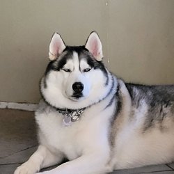 Pet Pawz-itive - Tyson.