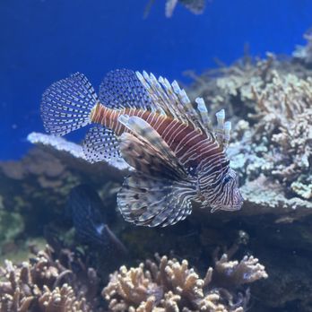 Downtown Aquarium - Museums Near Me - Denver, Colorado Downtown Aquarium - Museums Near Me - Denver, Colorado