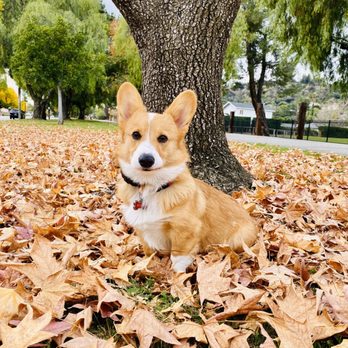 OffLeash SoCal - Koda in "place" command posing for the camera - Pet Training Near Me - Santa Monica, California
