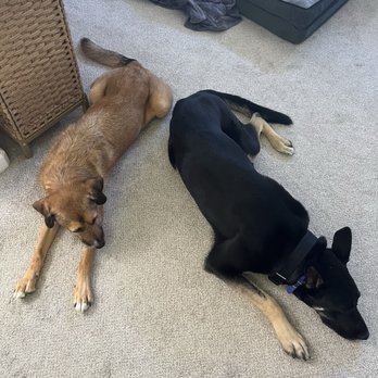 Ruff Pup Canine Academy - Sherman and Maggie relaxing in the home together. - Pet Training Near Me - Winters, California Ruff Pup Canine Academy - Sherman and Maggie relaxing in the home together. - Pet Training Near Me - Winters, California