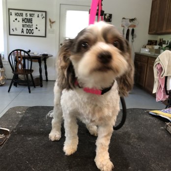 Furbulas Dogs - Pet Groomers Near Me - Ladys Island, South Carolina
