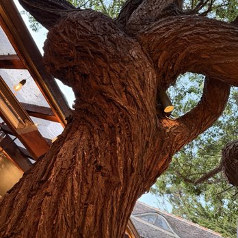 Casanova - The beautiful tree in the courtyard - Italian Near Me - Carmel-by-the-Sea, California Casanova - The beautiful tree in the courtyard - Italian Near Me - Carmel-by-the-Sea, California