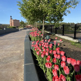 Riverlink Park - Tulips - Parks Near Me - Amsterdam, New York