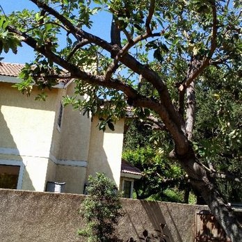 Poly Timber Tree Service - Tree Services Near Me - Pico Rivera, California Poly Timber Tree Service - Tree Services Near Me - Pico Rivera, California