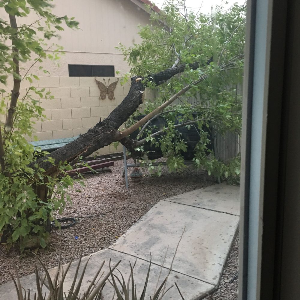 Our fallen ash :-( from the dust storm on 8/25/25 Our fallen ash :-( from the dust storm on 8/25/25