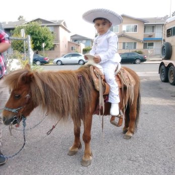 El Pony Charro - This is EL RELAMPAGO - Party Equipment Rentals Near Me El Pony Charro - This is EL RELAMPAGO - Party Equipment Rentals Near Me