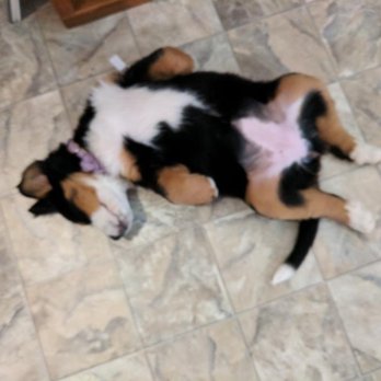 Bernese Mountain Dogs NW - Pet Breeders Near Me Bernese Mountain Dogs NW - Pet Breeders Near Me